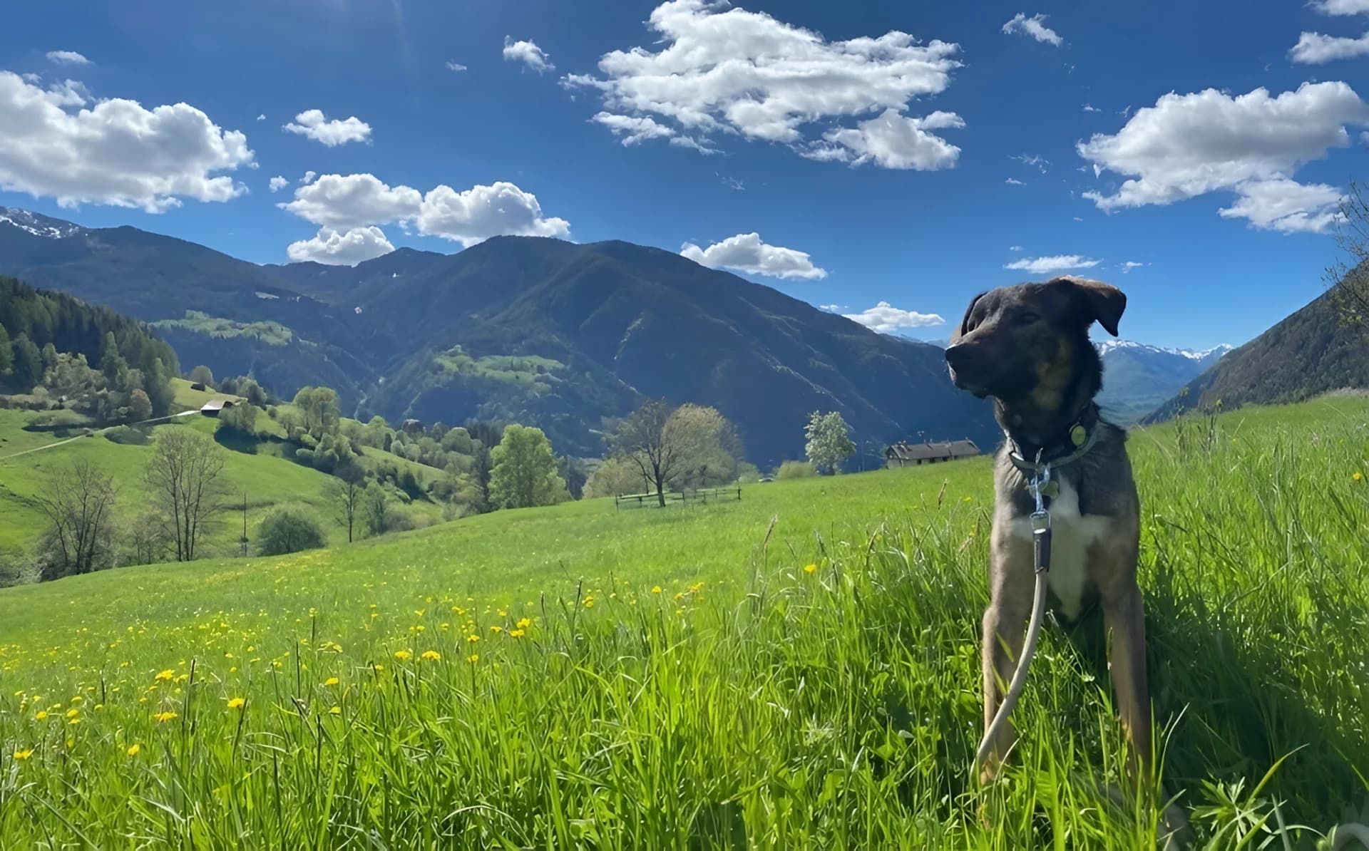 FidoGang - Avventure pet-friendly con il tuo cane