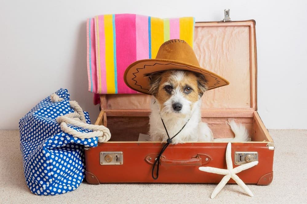 Cosa mettere nella valigia del cane: la checklist definitiva per il weekend