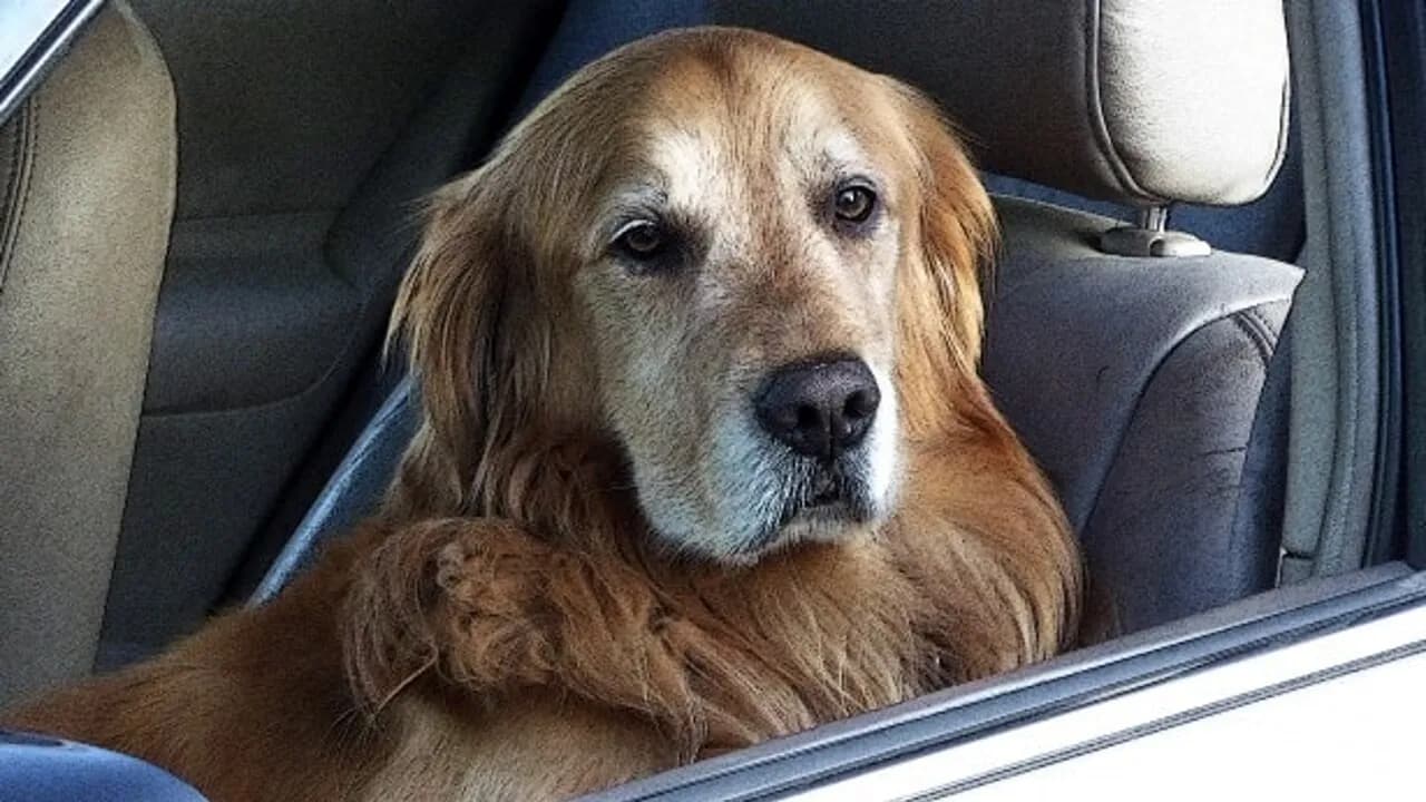 Viaggiare con il Cane in Macchina: la Guida Completa tra Normativa, Sicurezza e Consigli Pratici
