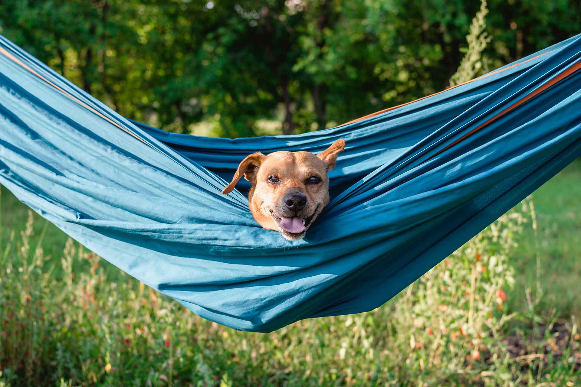 Weekend con il Cane: la Guida Definitiva per Organizzarlo Perfetto