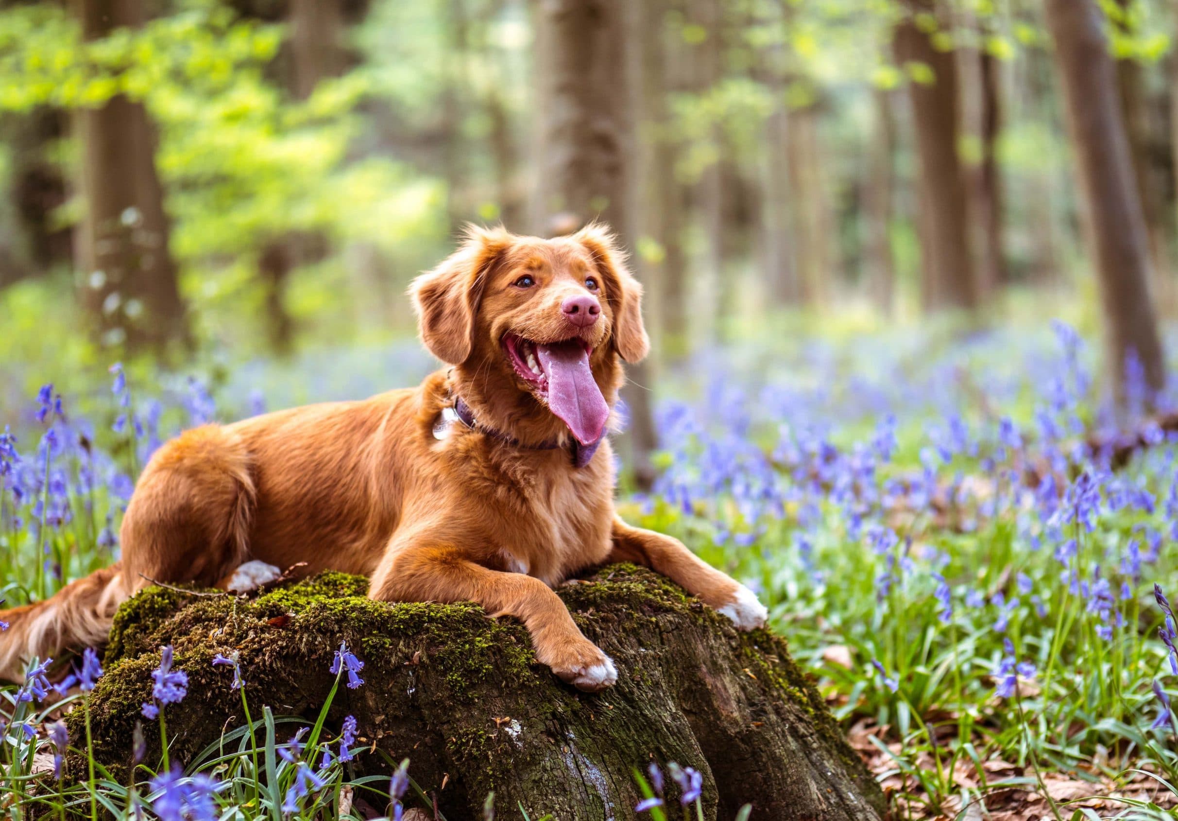 Vacanze con il Cane in Italia: la Guida Definitiva per un'Estate Indimenticabile