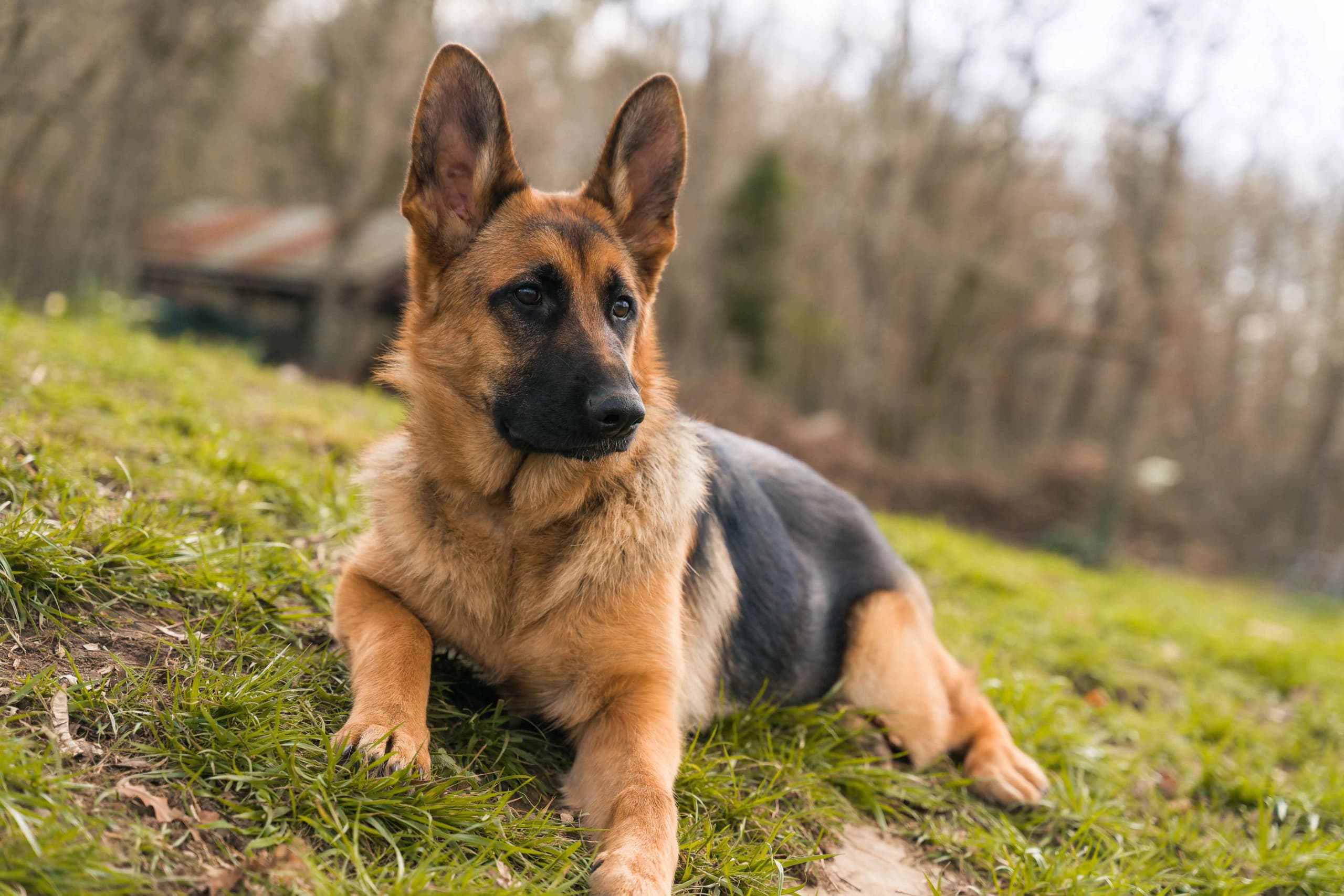 Microchip Obbligatorio per Cani e Gatti in Europa: tutto quello che Devi Sapere