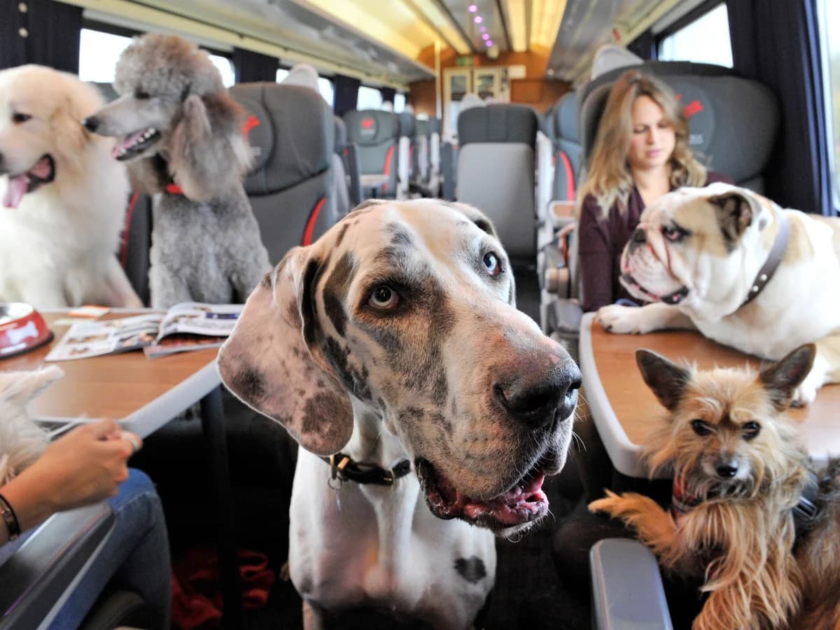Cane in Treno in Italia: Regole, Prezzi e Consigli per Viaggiare con Trenitalia e Italo