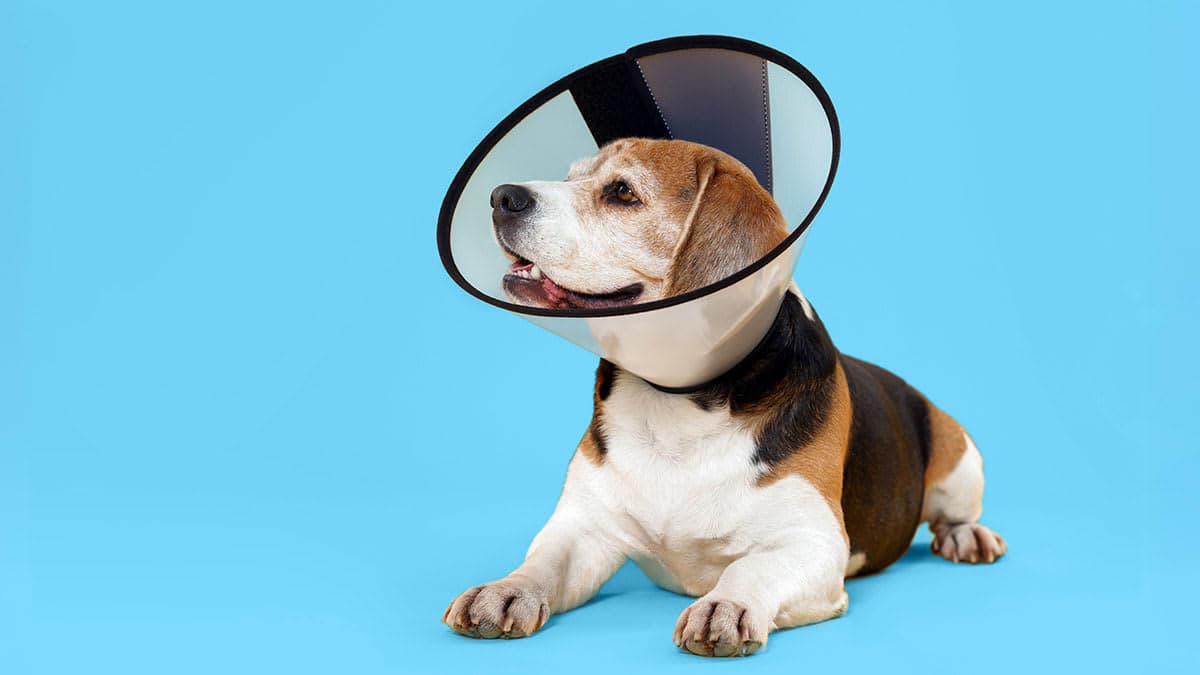 Assicurazione per il Cane: quando Serve, cosa Copre e come Sceglierla